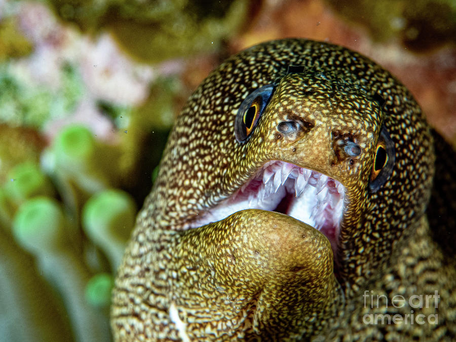 Eel Teeth Photograph By Mark Kiczuk Fine Art America   Eel Teeth Mark Kiczuk 