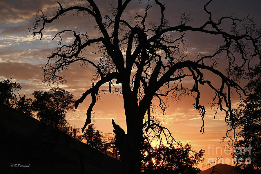 Eerie and Spooky Sunset Photograph by Debby Pueschel