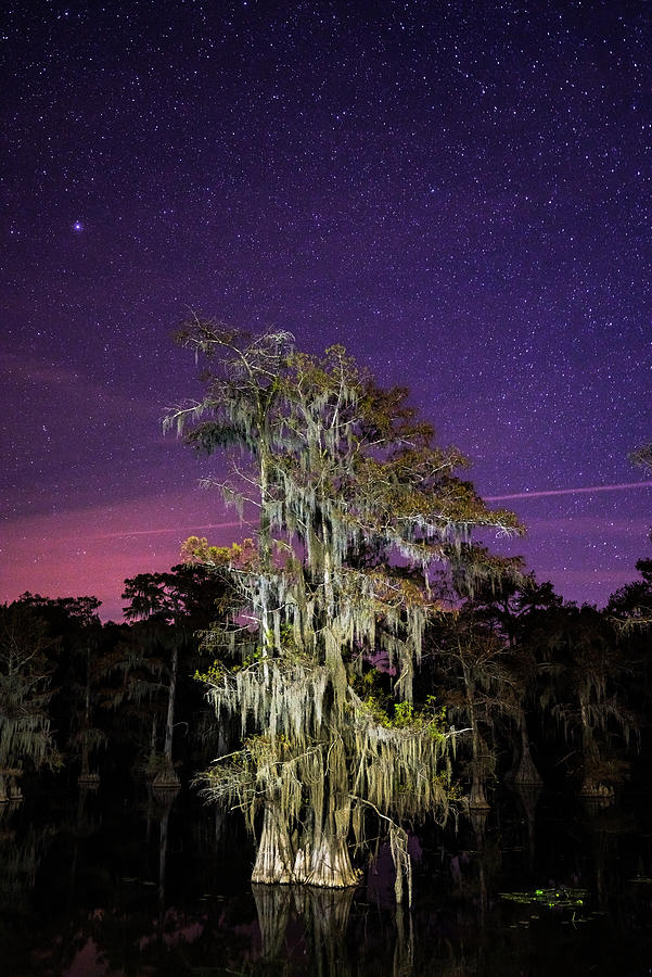 Eerie bald cypress at night - Caddo Lake Texas Photograph by Ellie Teramoto