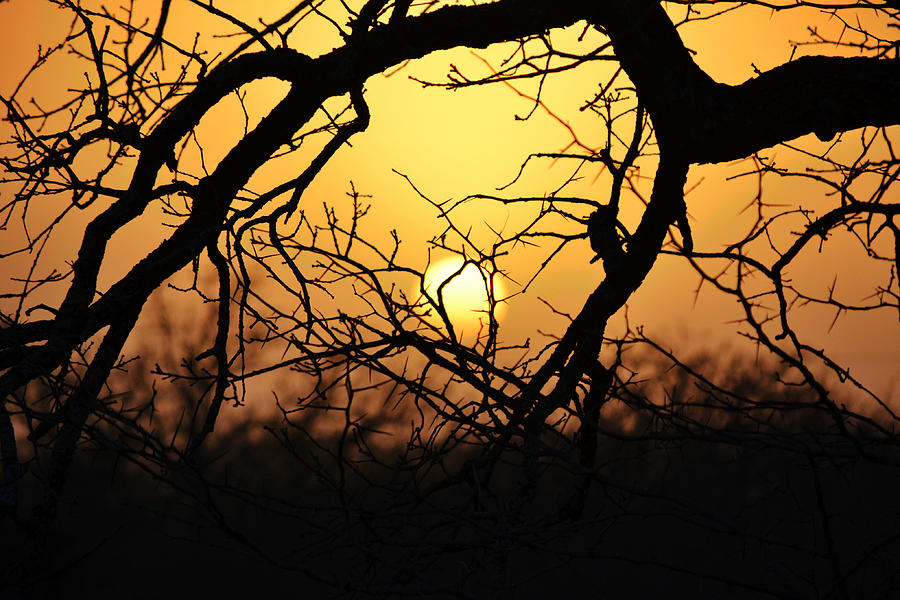 Eerie Golden Sunset with Trees Photograph by Gaby Ethington