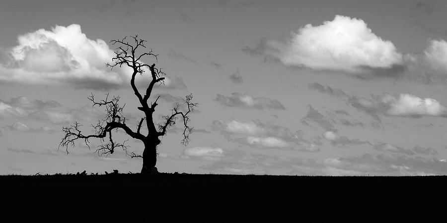 Eerie Lone Oak -- Dead Oak Tree in Creston, California Photograph by Darin Volpe