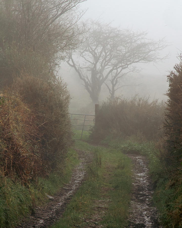 Eerie Tree down a Foggy Bothereen  Photograph by Mark Callanan