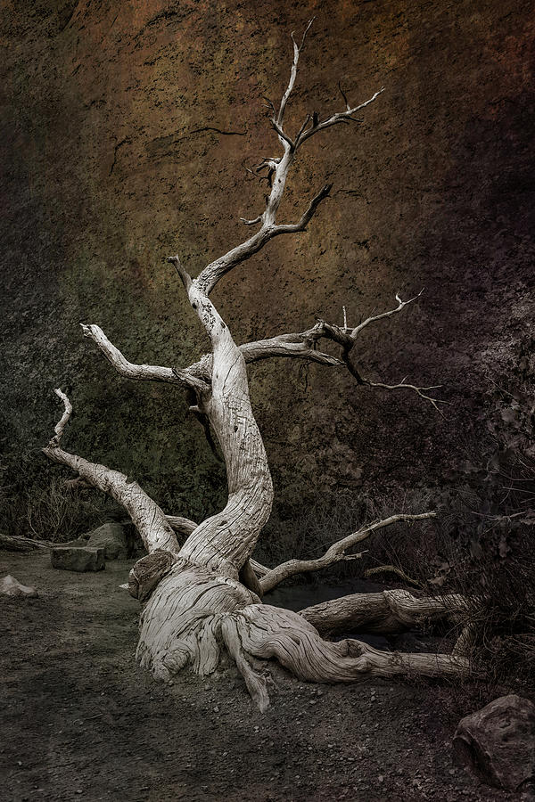 Eerie Tree in Utah Photograph by Paul Giglia