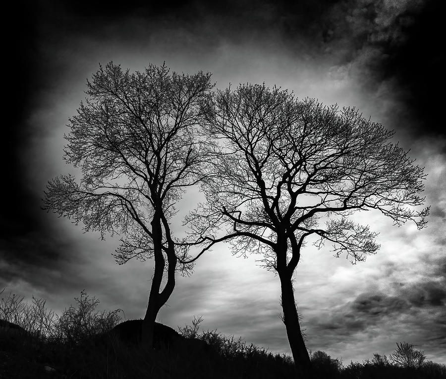 Eerie Trees Photograph by Jim Gillen