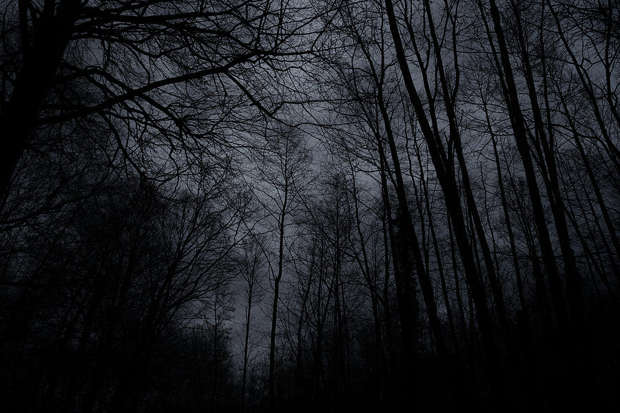 Eerie Trees of Winter 2023, Germany Photograph by Camaverick - Pixels