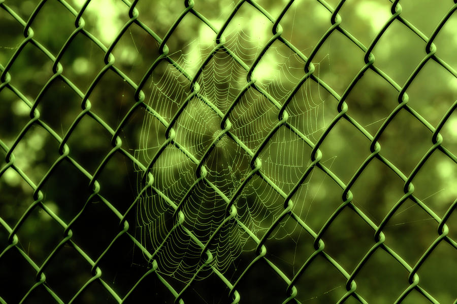 Eerily Beautiful Spiderweb Photograph by Denise Harty Eerily Beautiful Spiderweb Photograph by Denise Harty