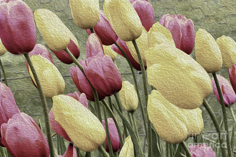Effectively Tulips Photograph by Elaine Teague