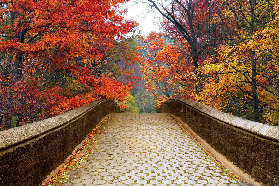 Autumnal Footbridge Crossing Photograph by Jessica Jenney