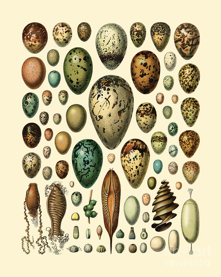 Egg Digital Art - Egg Chart by Madame Memento
