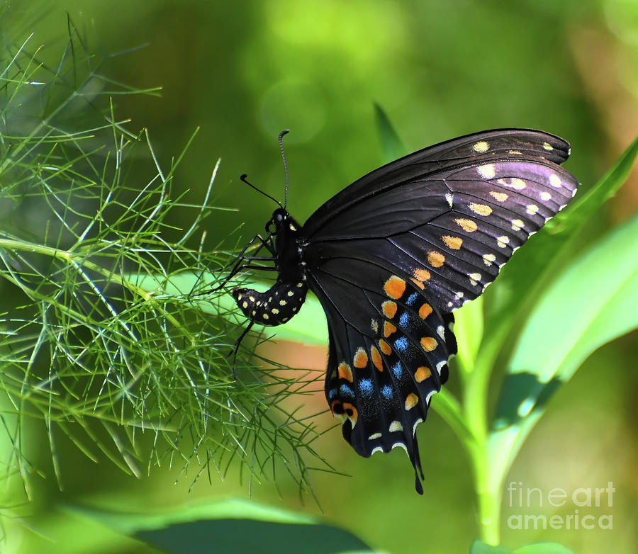 Egg-laying Swallowtail Butterfly Photograph by Kerri Farley