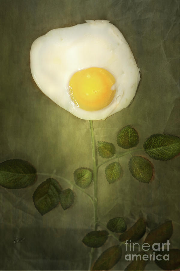 Egg Plant Photograph by Elaine Teague