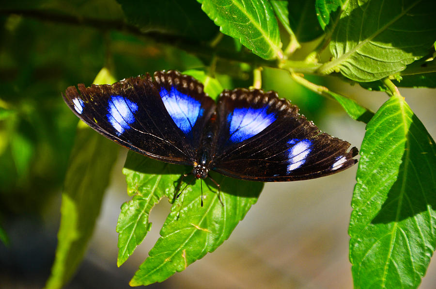 Eggfly Butterfly, Butterfly Farm, Aruba Photograph by Alex Vishnevsky
