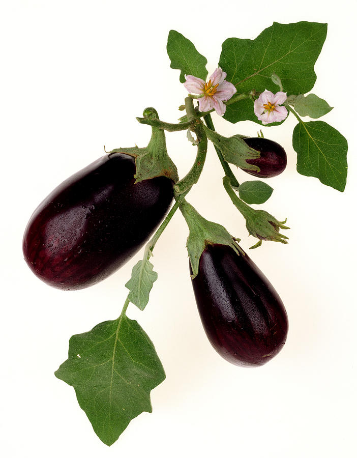 Eggplant Photograph by Burke/Triolo Productions
