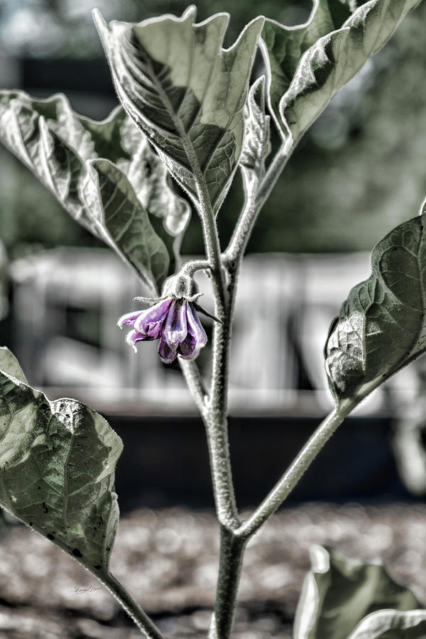 Eggplant Flower Photograph by Sharon Popek