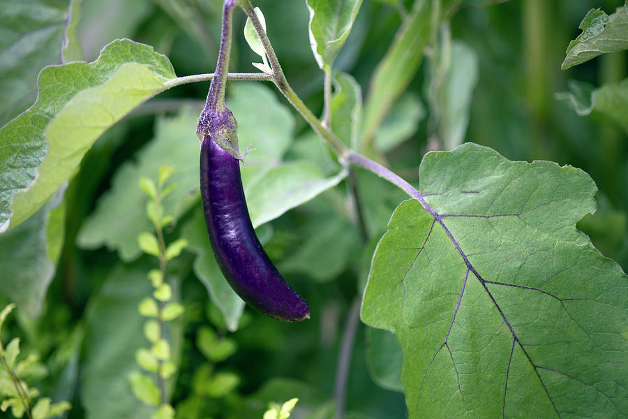 Eggplant on the Vine Photograph by Amelia Painter - Fine Art America