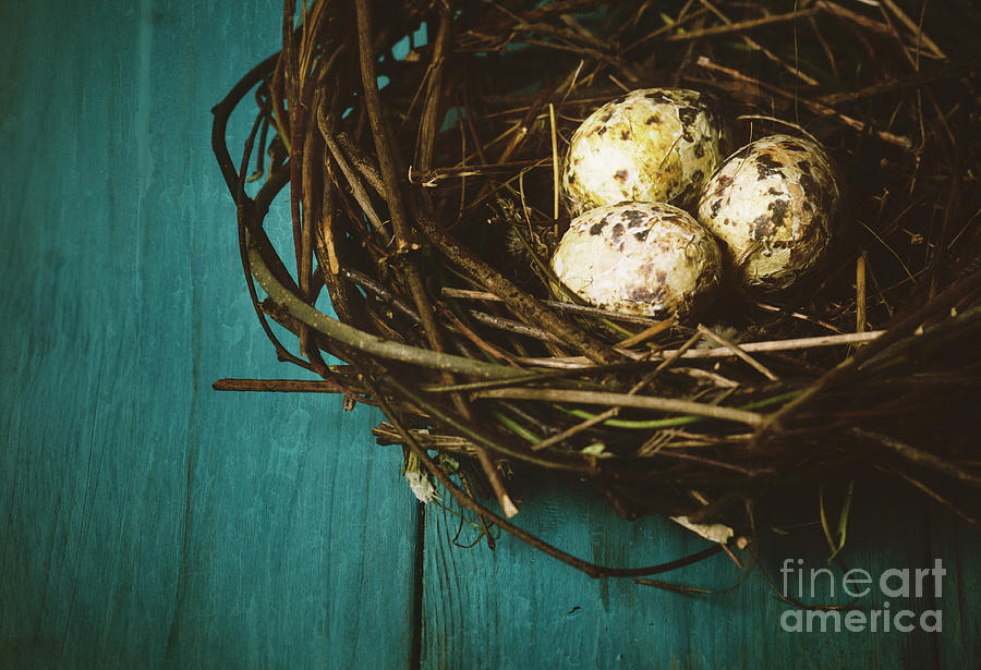 Eggs in Nest Photograph by Jelena Jovanovic