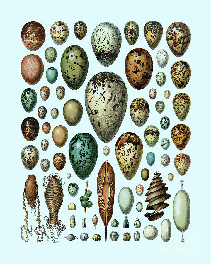 Egg Digital Art - Eggs by Madame Memento