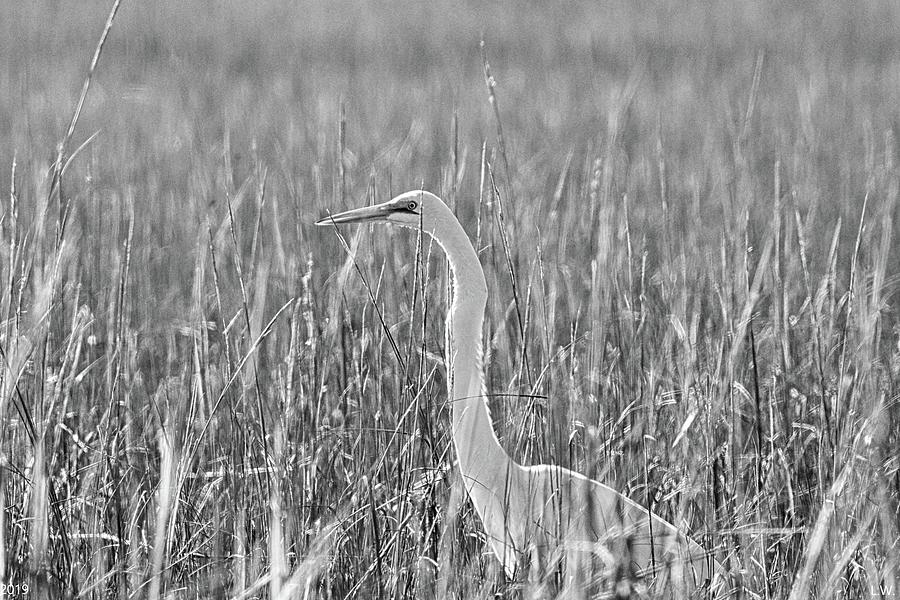 Egret Among The Reeds Black And White Photograph by Lisa Wooten