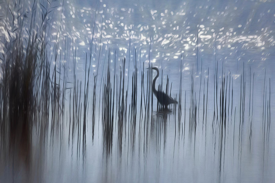Egret Among the Reeds Photograph by Francis Sullivan