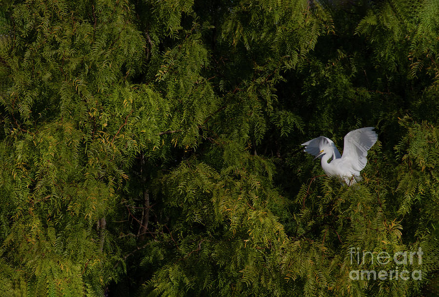 Egret and foliage Photograph by Ruth Jolly