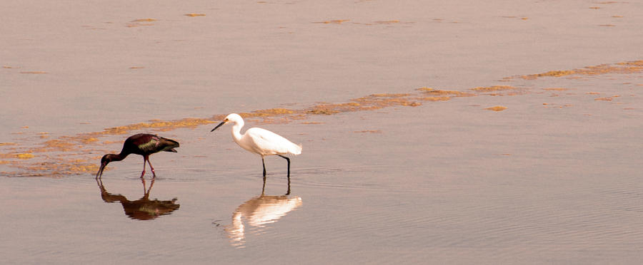 Egret And Ibis Photograph