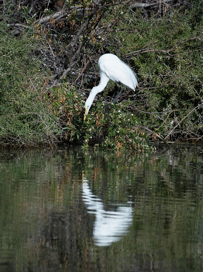Egret And Its Shadow Photograph
