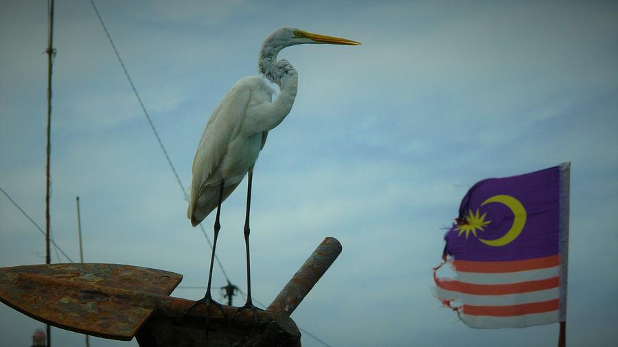 Egret and Malaysian flag Photograph by Robert Bociaga