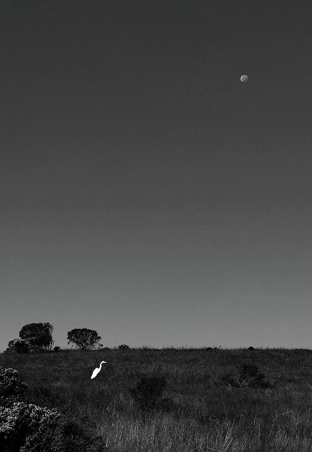 Egret and Moon Photograph by Lorraine Devon Wilke