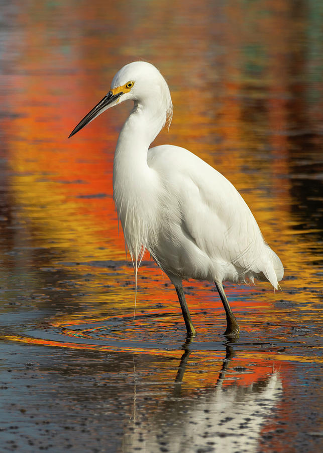Egret Photograph - Egret and Reflection 01/01 by Bruce Frye