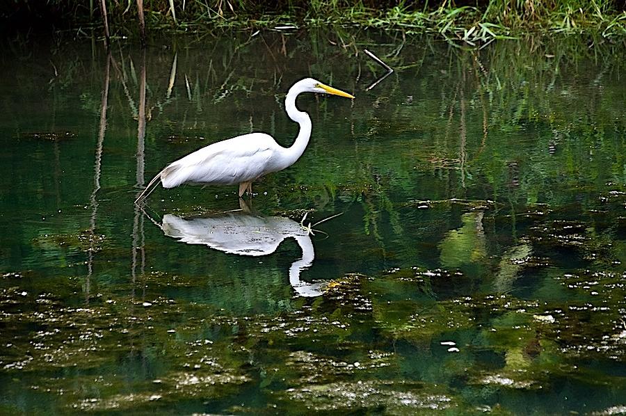Egret and Reflection Photograph by Caroline Stella
