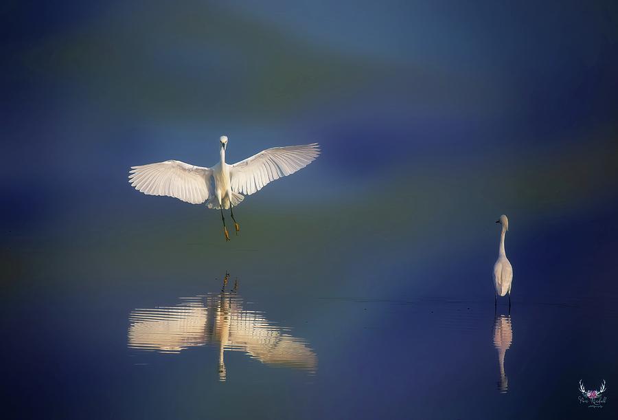 Egret Angel Photograph by Pam Rendall