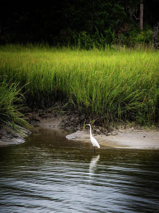 Egret At Clam Creek Marsh Photograph by Greg and Chrystal Mimbs