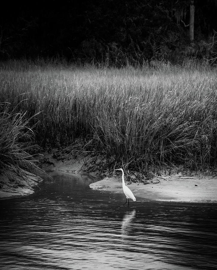 Egret At Clam Creek Marsh In Black and White Photograph by Chrystal Mimbs