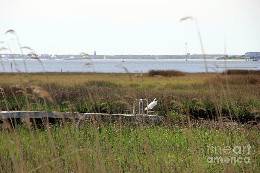 Egret at Southport NC Marsh 6779 Photograph by Jack Schultz