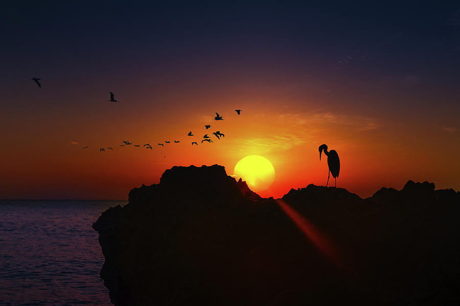 Egret at Sunrise Photograph by Mark Andrew Thomas