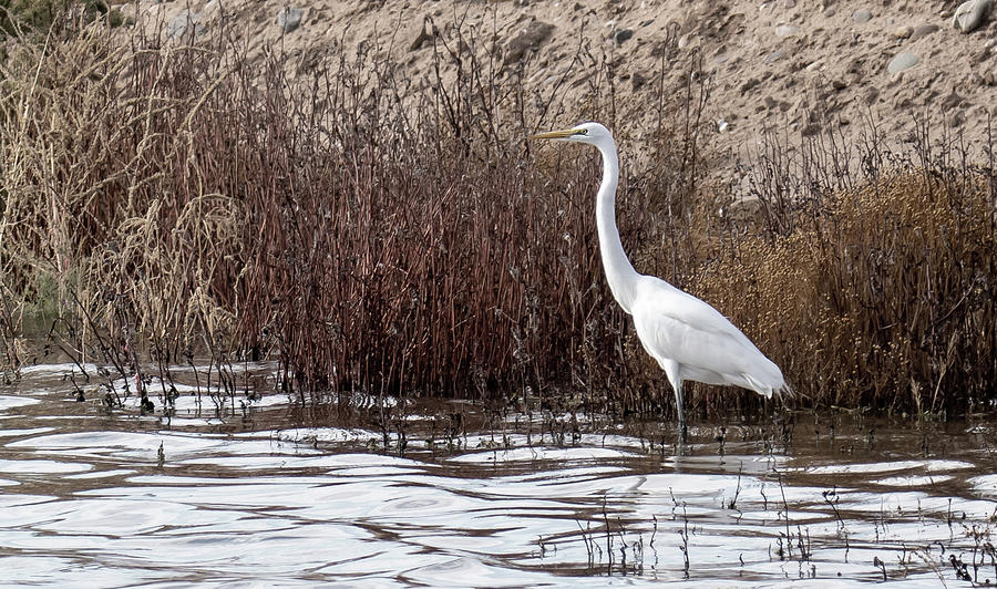 Egret at the Shore Photograph by Laurel Powell