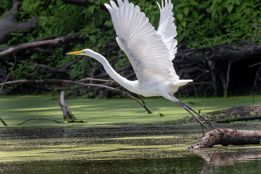 Egret Away Photograph by Ray Congrove