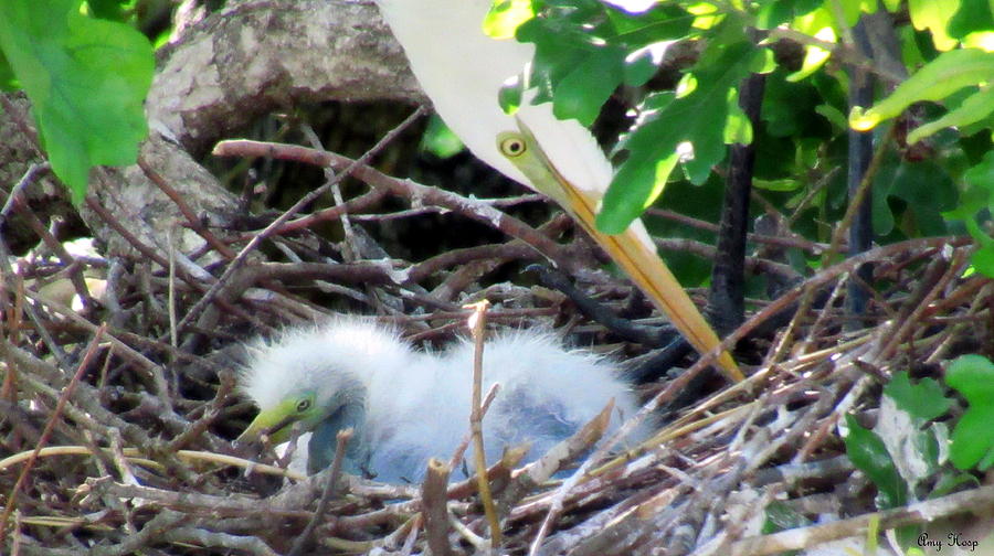 Egret Baby Photograph by Amy Hosp