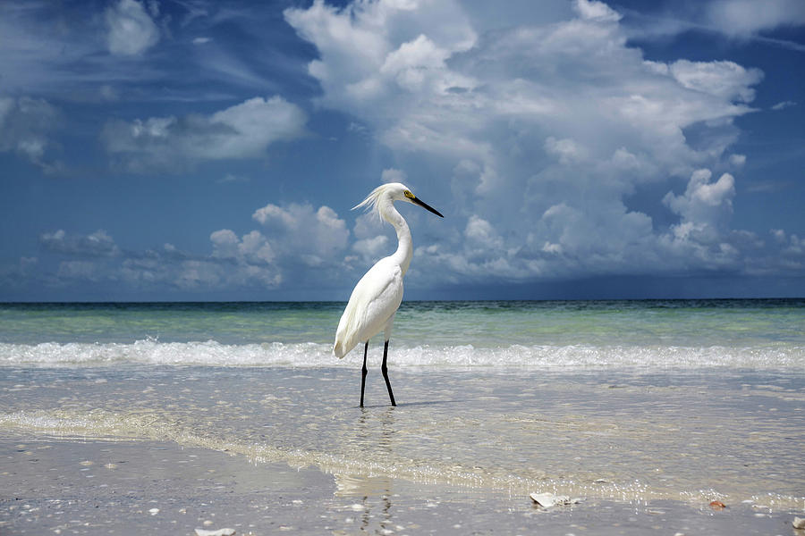Egret Beach Photograph by Joey Waves