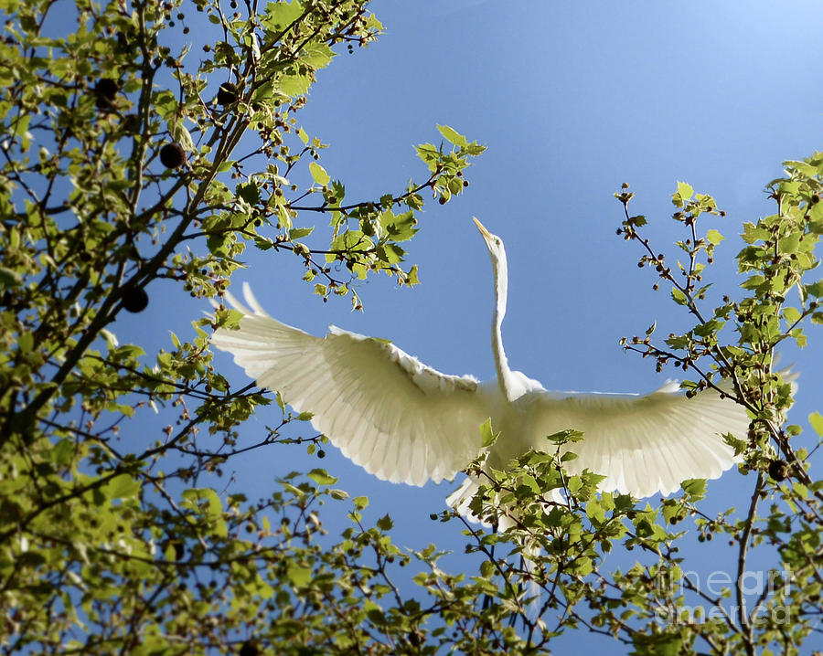 White Egret Photograph - Egret Beauty by Melinda Hughes-Berland