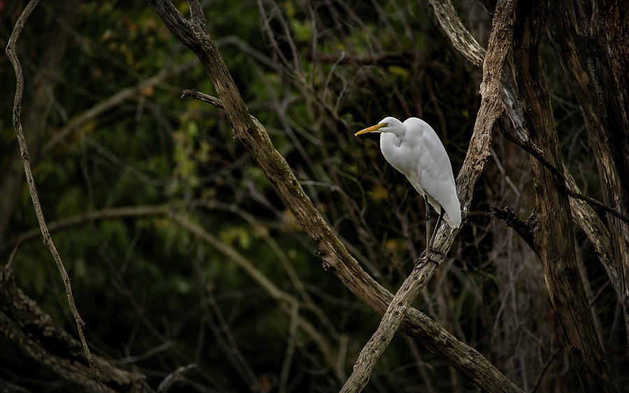 Egret Being Great Photograph by Ray Congrove
