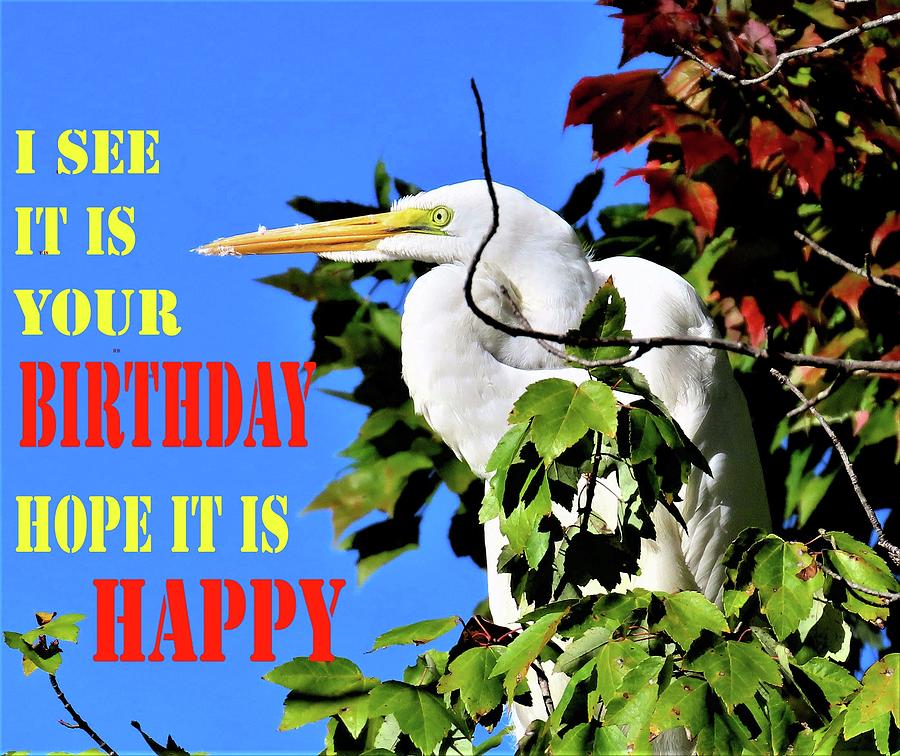 Egret Birthday Card Photograph by Linda Stern