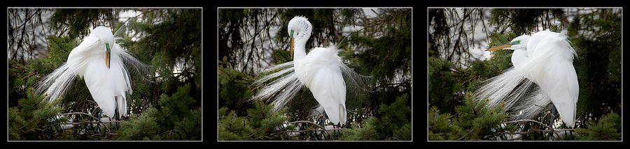 Egret Breeding Plumage Triptych Photograph by Patti Deters