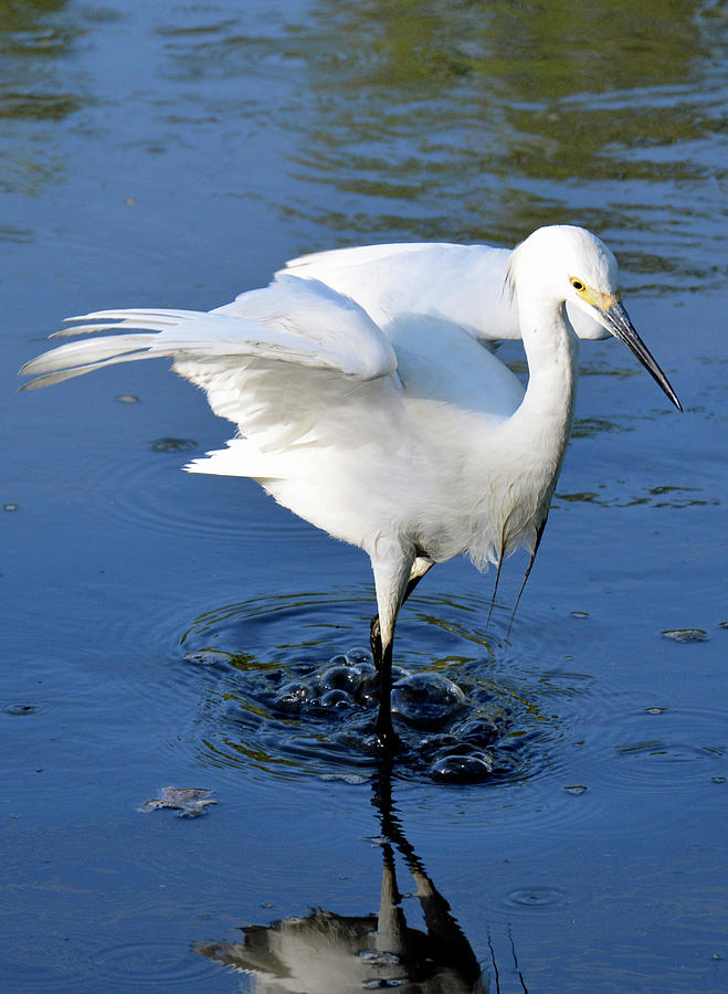 Egret Bubble and Trouble Jekyll Island Photograph by Bruce Gourley