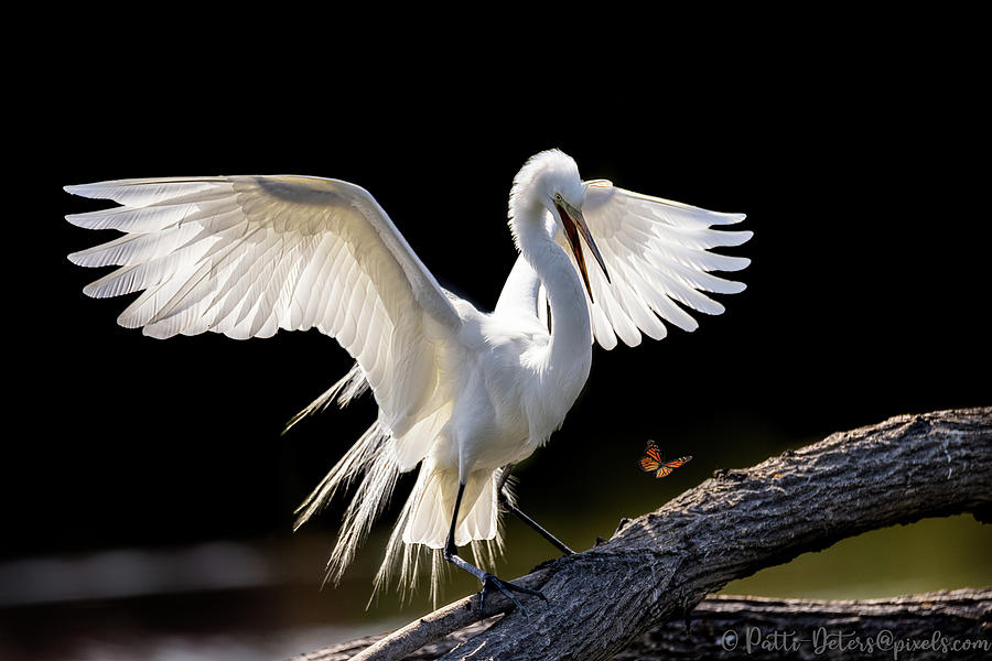 Egret Butterfly Surprise Photograph by Patti Deters