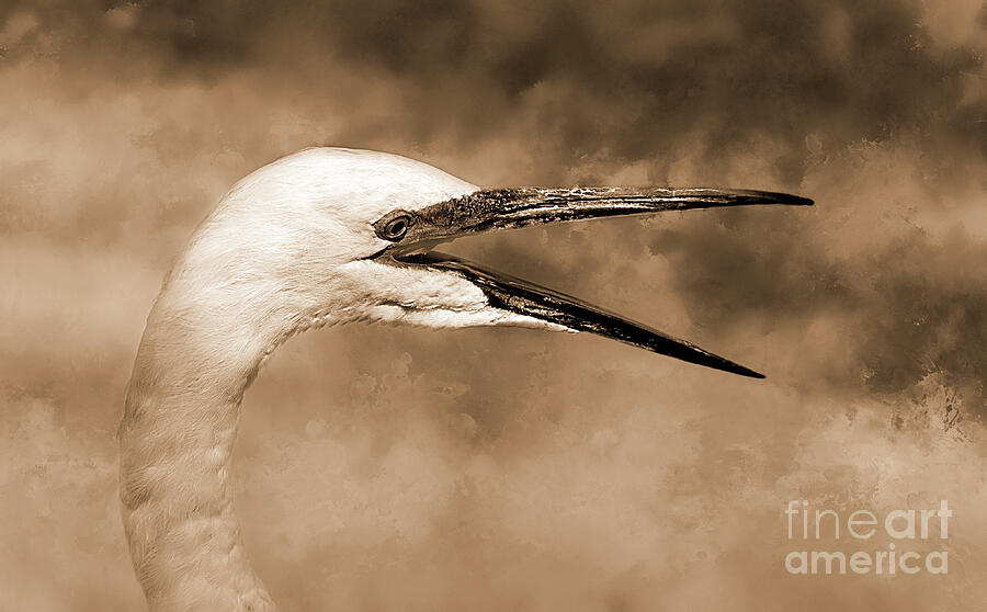 Egret Call Sepia Photograph By Elisabeth Lucas - Fine Art America