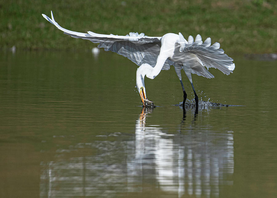 Egret Catching Fish Photograph by Catherine Lau