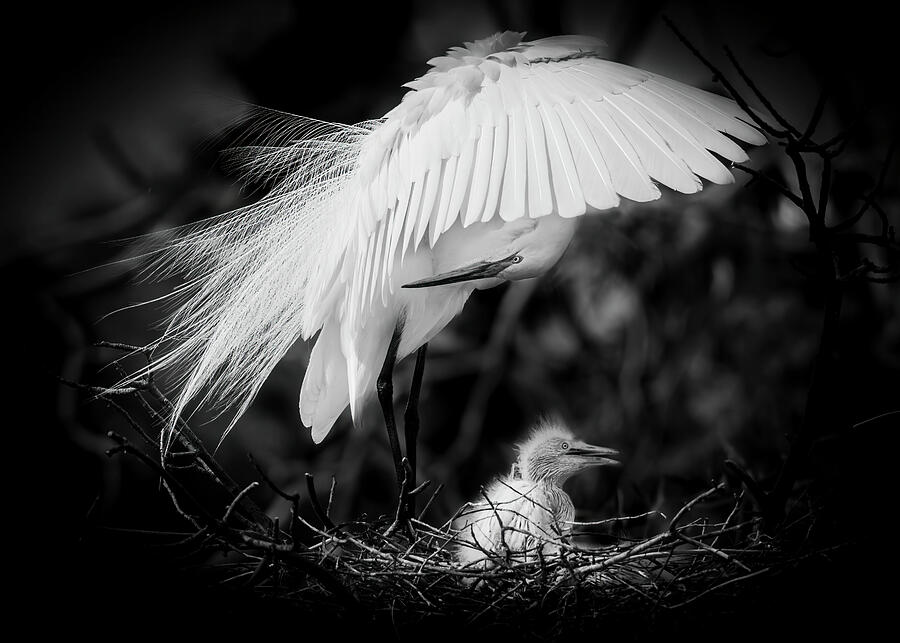 Egret Chick in Nest with Parent BW Photograph by Patti Deters