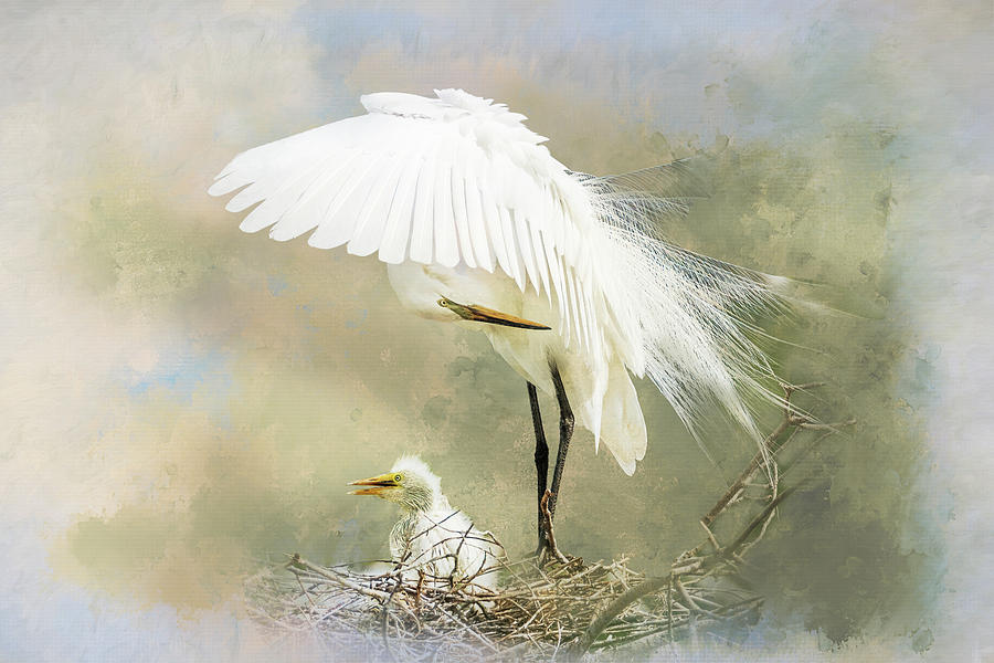 Egret Chick in Nest with Parent Photograph by Patti Deters