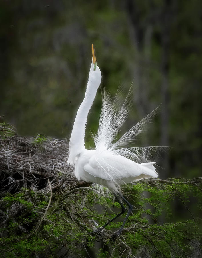 Egret courting pose Photograph by Erdal Caba - Fine Art America